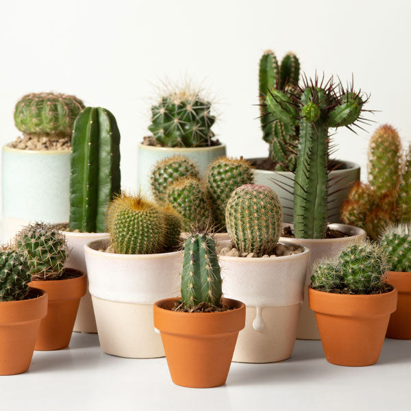 Cacti & Succulent Plants - Low-Maintenance Greenery