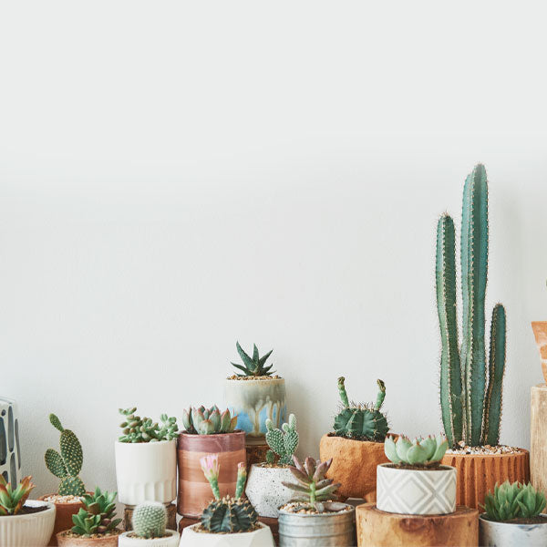 Cacti and Succulants