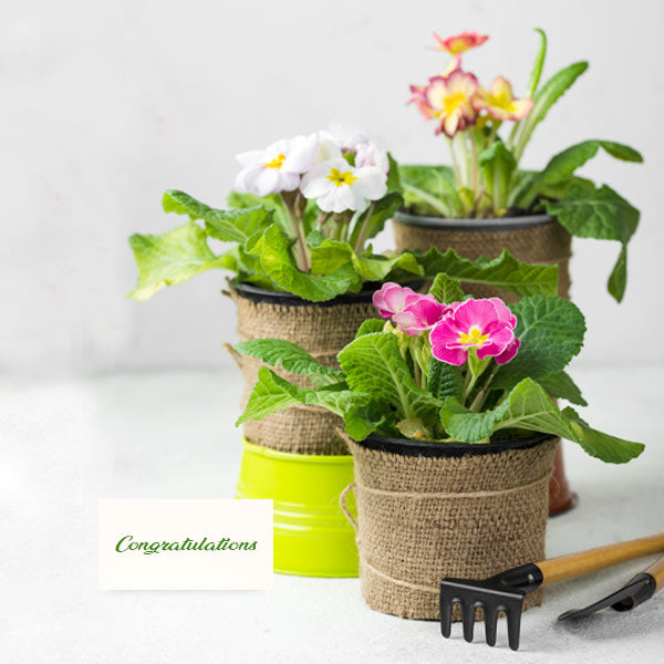 Congratulations Plant Gifts
