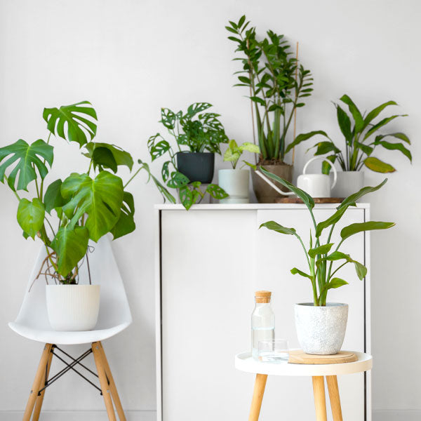 Easy-to-Care Plants - Low Maintenance Greenery