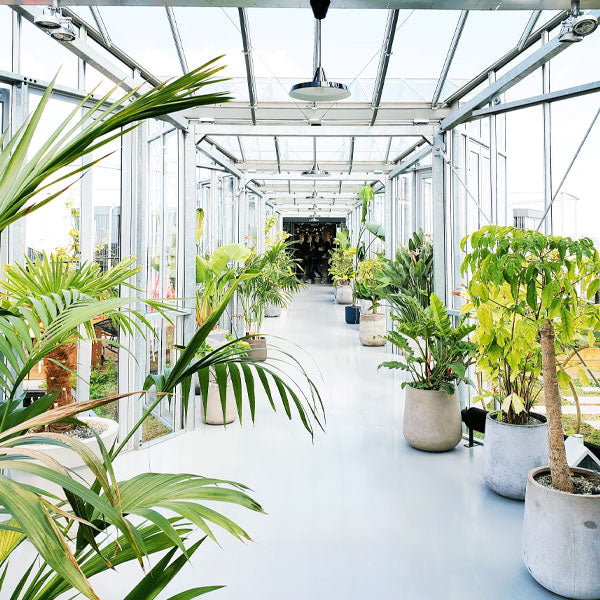 Elegant Office Decor Corridor Plants