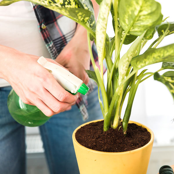Plant Care Services
