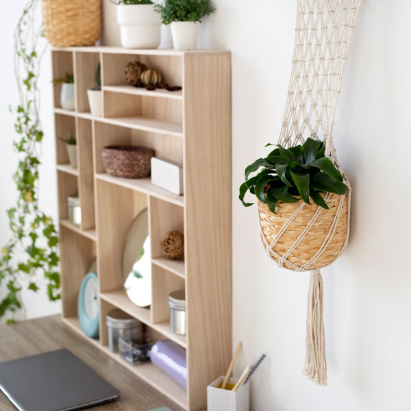 Hanging Plants