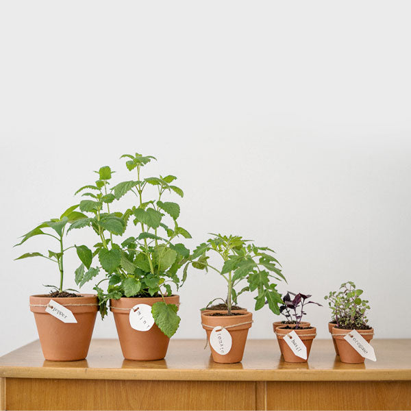 Herbal Plants - Fresh Herbs at Home