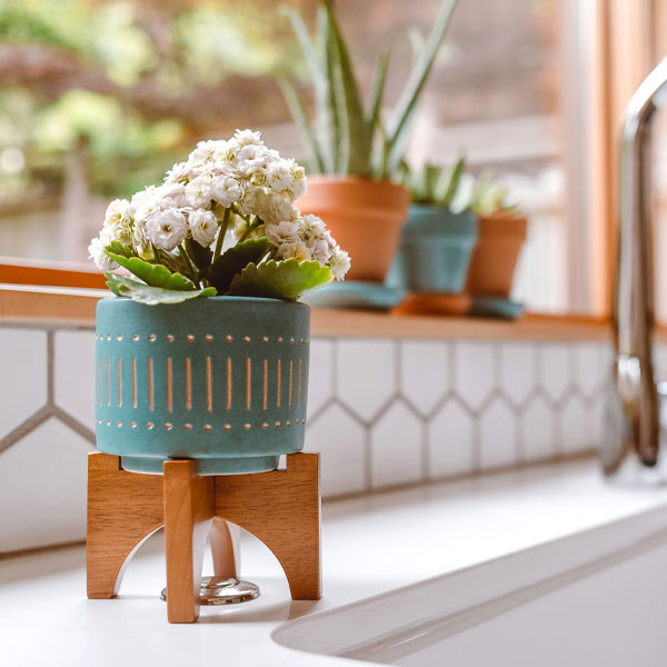 Kitchen Plants -Fresh, Green & Space-Saving