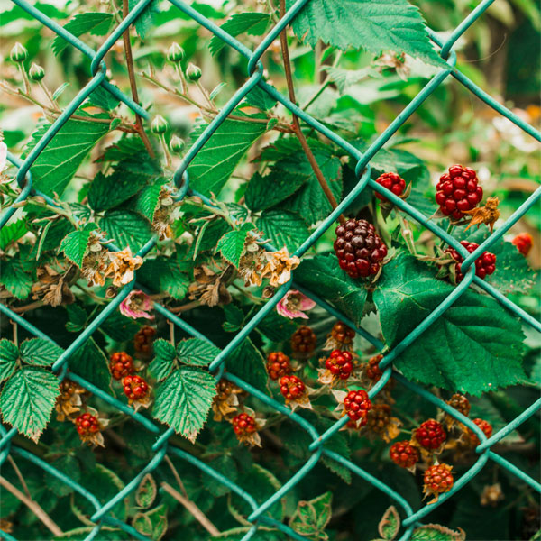 Netting & Fencing
