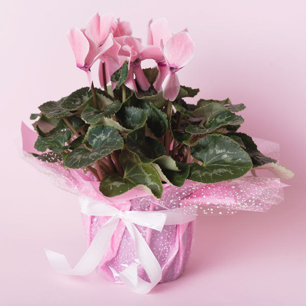 New Baby Plant Gifts -Celebrate New Beginnings