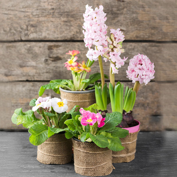 Perfect Plant Gifts for Everyone