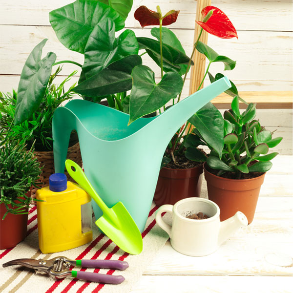 Plants Accessories