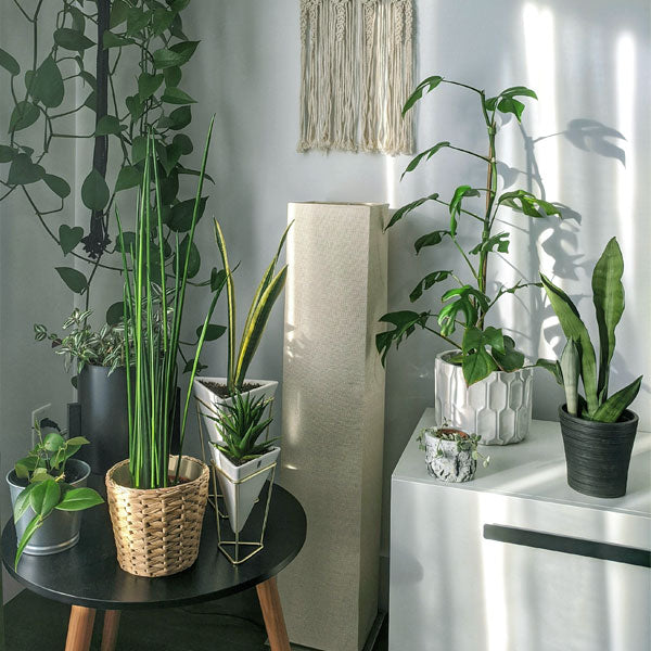 Plants