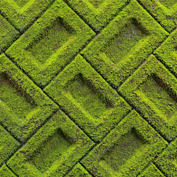 Corporate Moss Walls