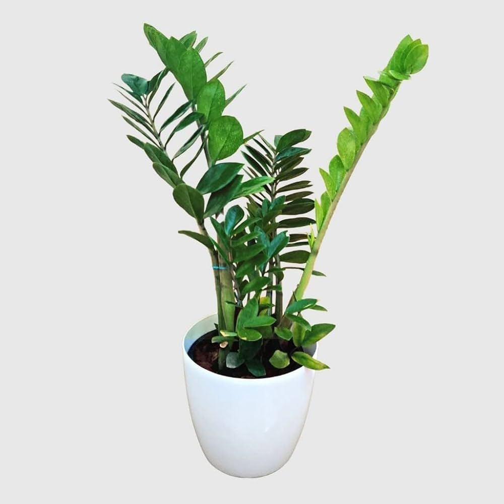 ZZ Plant (Zamioculcas zamiifolia)