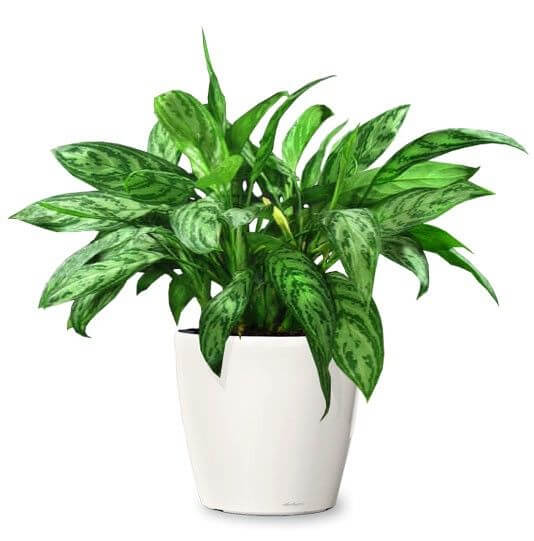 Aglaonema Maria (Chinese Evergreen) - Healthy Plant/Seasonal Plant