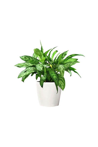 Low Maintenance Indoor Plants Combo