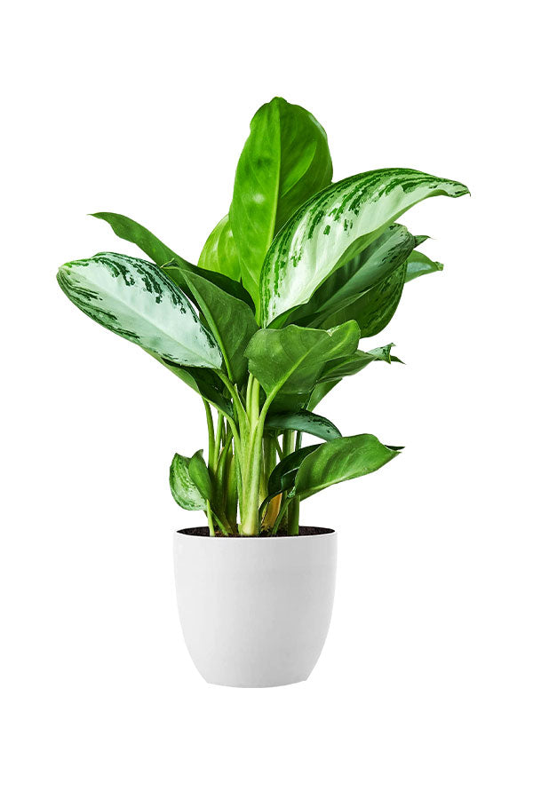 Aglaonema Silver Bay - Aglaonema commutatum