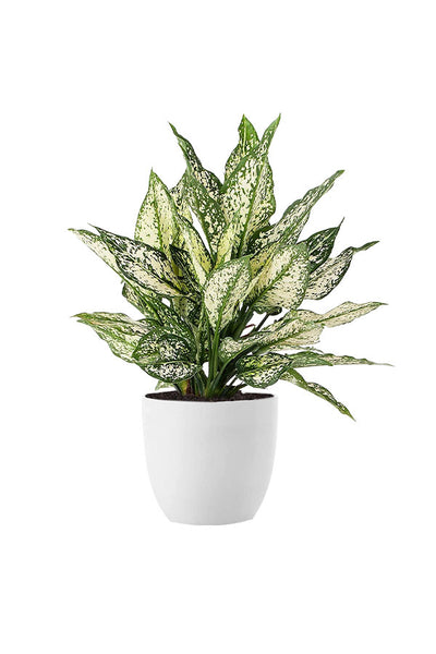 Hard-to-Kill Indoor Plants Pack