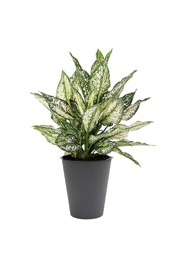 Aglaonema Snow White – Elegant Indoor Plant