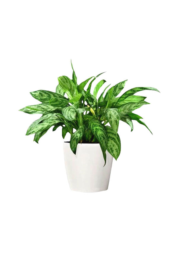 Greensphere - Corporate  Package