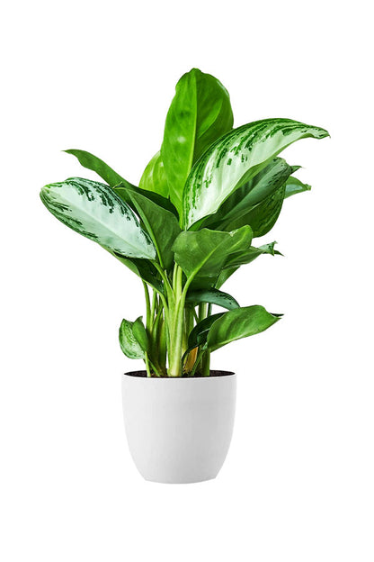 Bushy Plant Combo