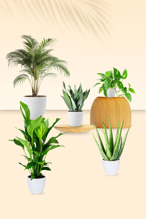 Air Purifying & Oxygen Boosting Indoor Plants