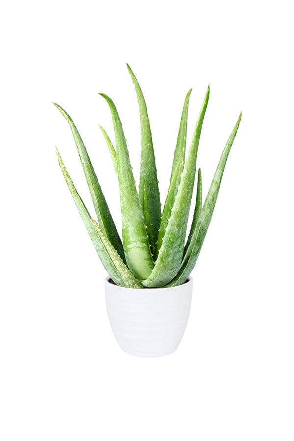 Air Purifying & Oxygen Boosting Indoor Plants