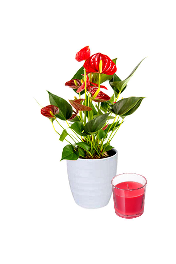 Romantic Red Anthurium Gift for Husband