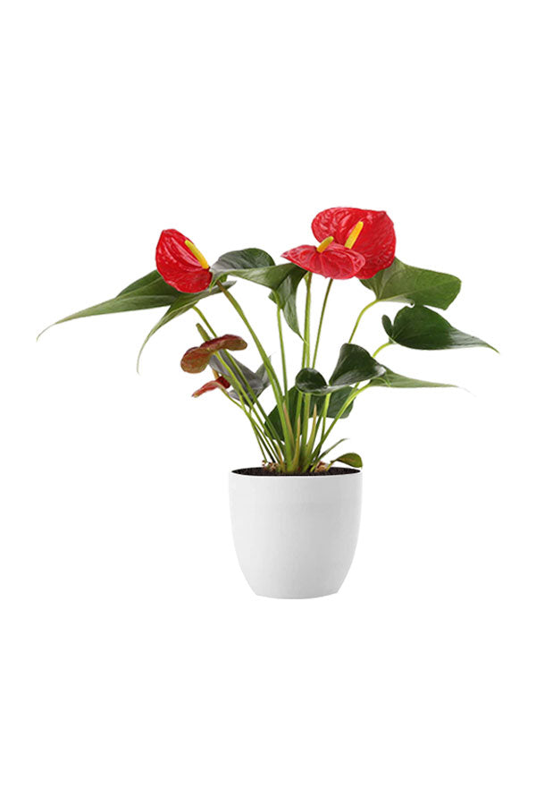 Graceful Flowering Plants Combo