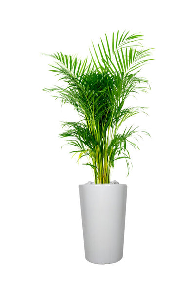 Lush Areca Palm (Chrysalidocarpus Lutescens) in a modern pot, ideal for homes and offices, promoting cleaner indoor air.