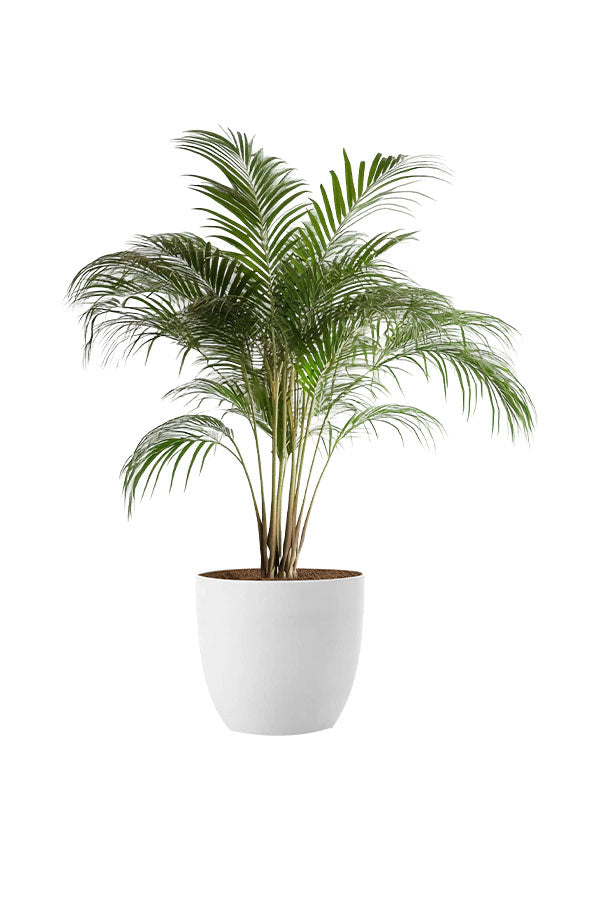 Air Purifying & Oxygen Boosting Indoor Plants