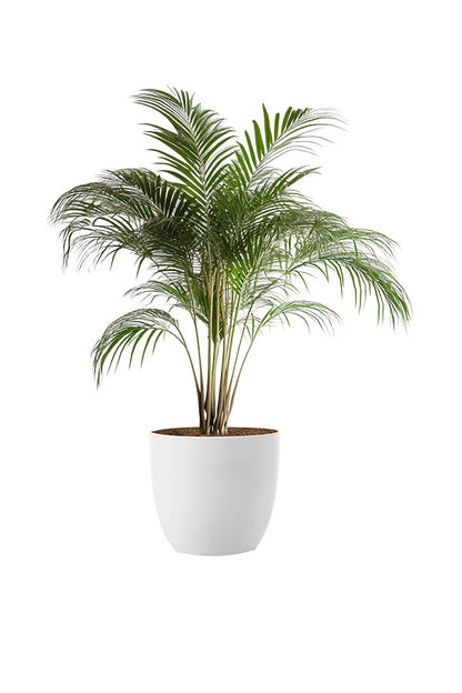Bushy Plant Combo