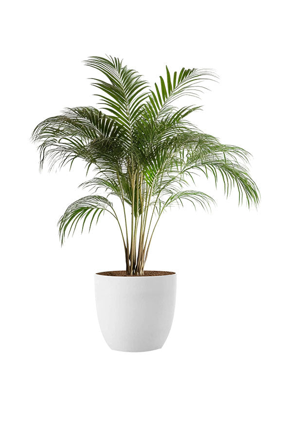 Bushy Plant Combo