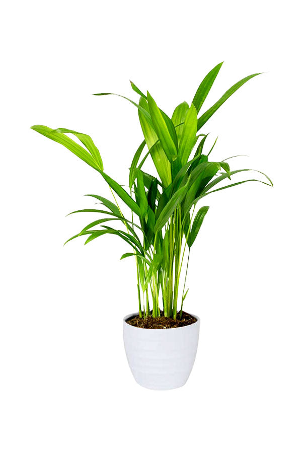 Indoor Air Detox Plants – Elegant Green Pack