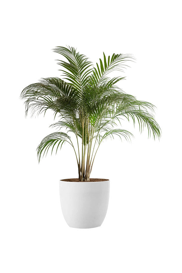 Top Tall Indoor Plants Pack