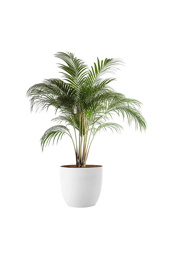 NASA-Approved 5 Oxygen Boosting Plants