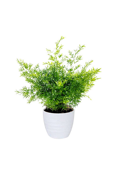Asparagus Fern - Air Purifying Indoor Plant
