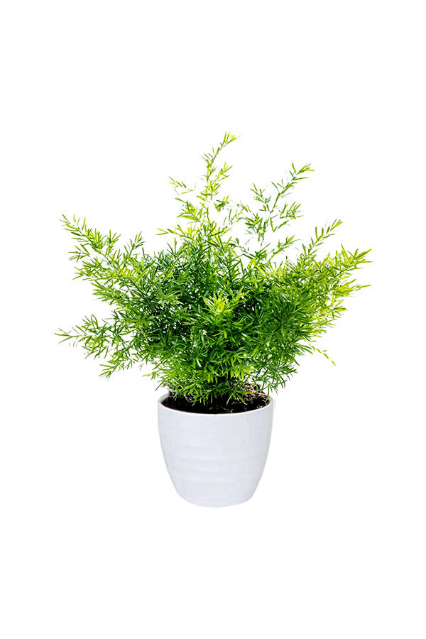 Indoor Ferns Decor Pack