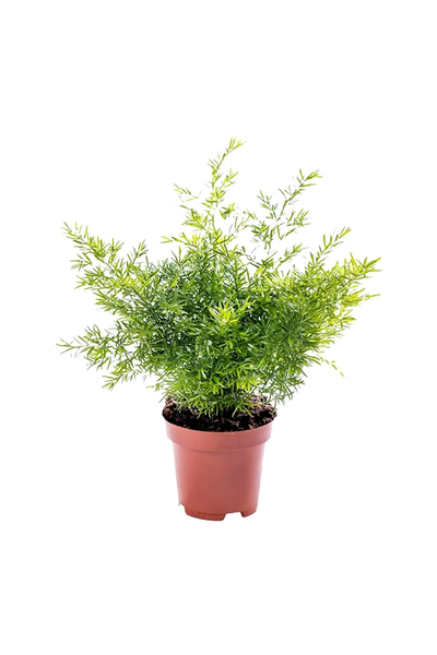 Asparagus Fern - Air Purifying Indoor Plant
