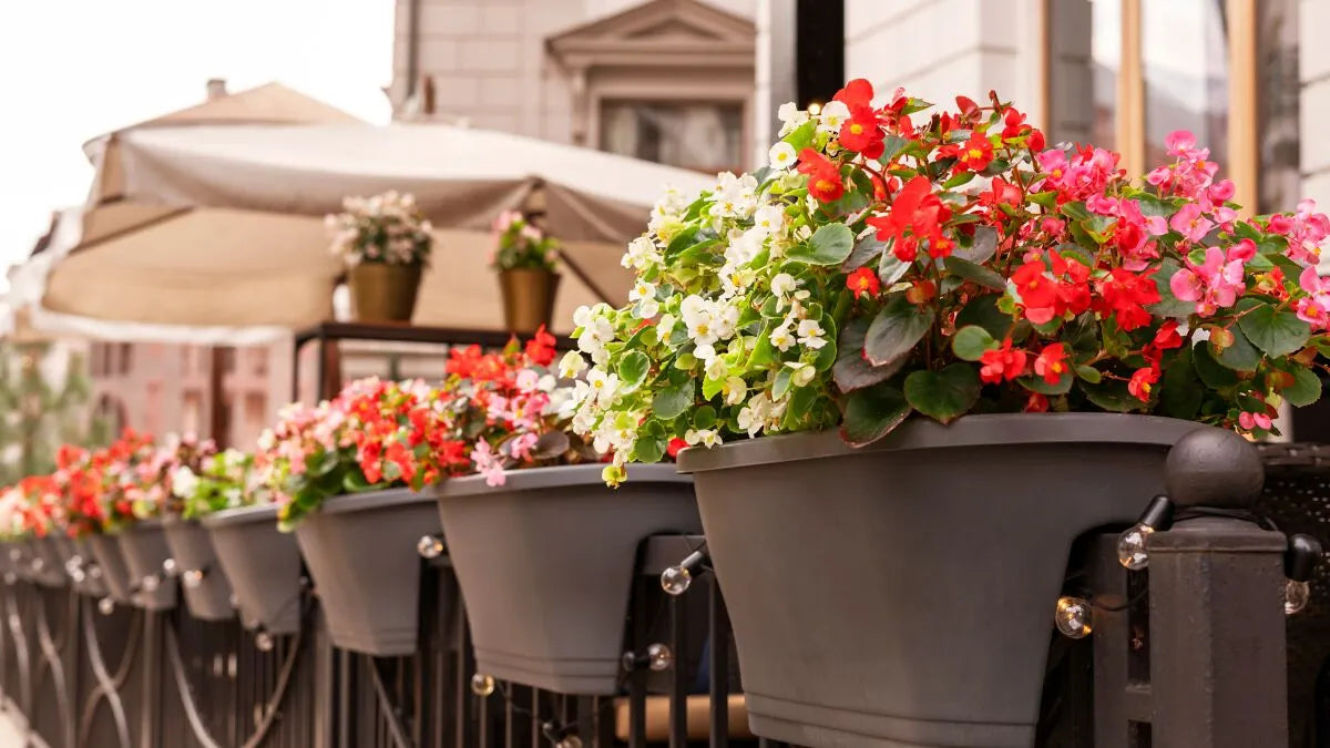 Balcony Blossom Combo