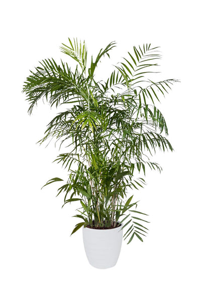 Pet Friendly Tall Plants Pack