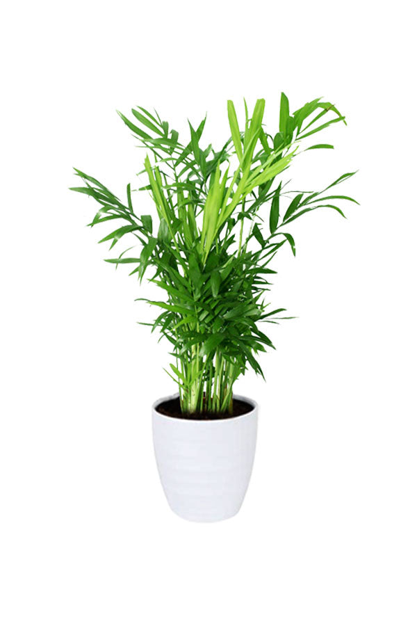 Chamaedorea Elegans - Elegant Indoor Parlor Palm