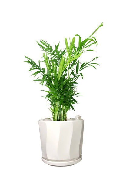 Lush Bamboo Palm (Chamaedorea elegans) in decorative indoor planter for home and office air purification