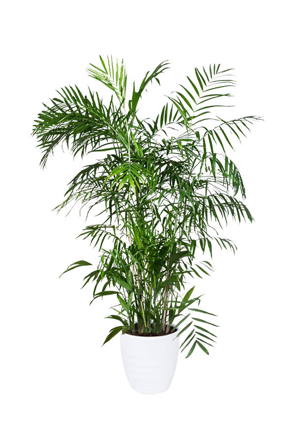 Non-Toxic Indoor Plants Pack