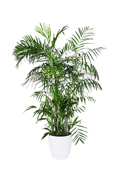 Green Care - Medical Package