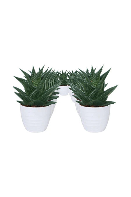 Best Buds Succulent Set- Eco-Friendly Gifts