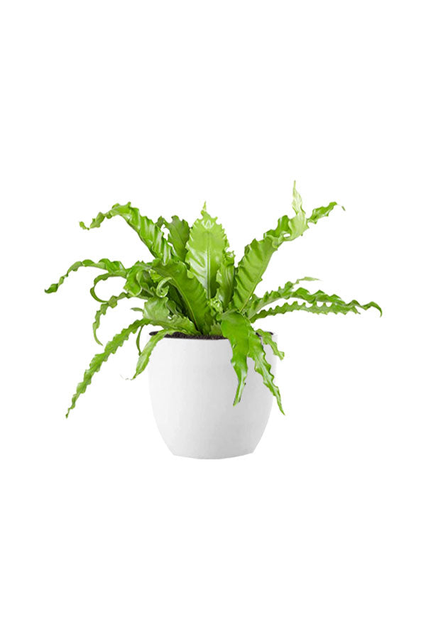 Pet Safe Mini Jungle Pack