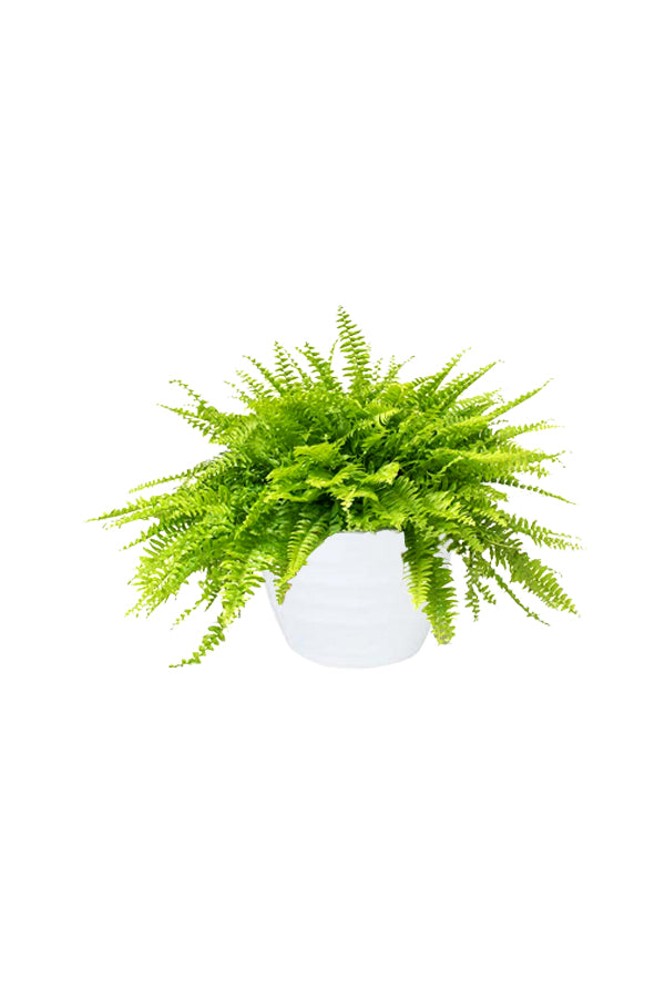 Boston Fern (Nephrolepis Exaltata)