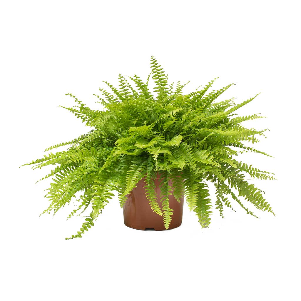 Boston Fern (Nephrolepis exaltata)