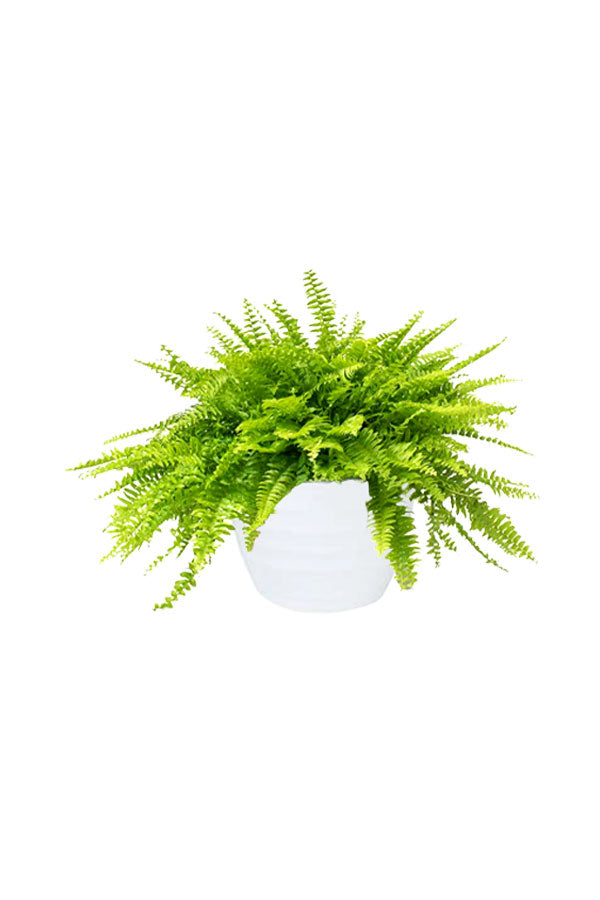 Indoor Ferns Decor Pack