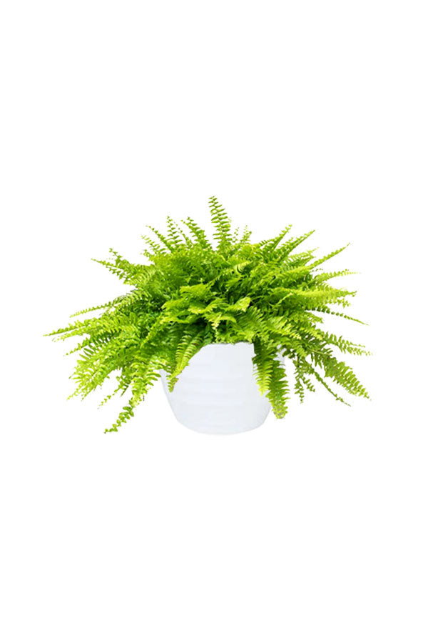 Non-Toxic Indoor Plants Pack