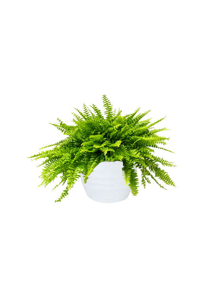 NASA-Approved 5 Oxygen Boosting Plants
